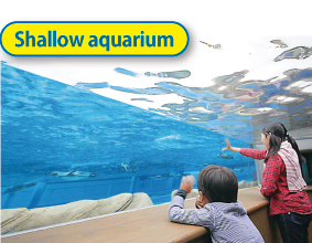 Shallow aquarium