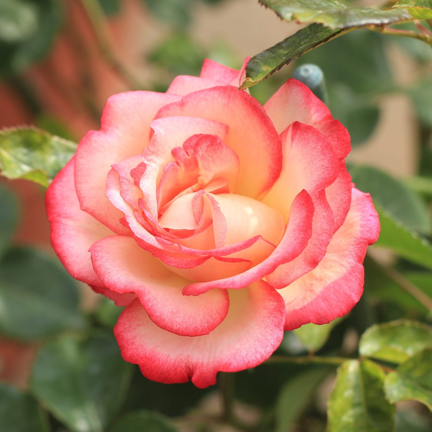 Event – 九十九島動植物園森きらら Event – 九十九島動植物園森きらら