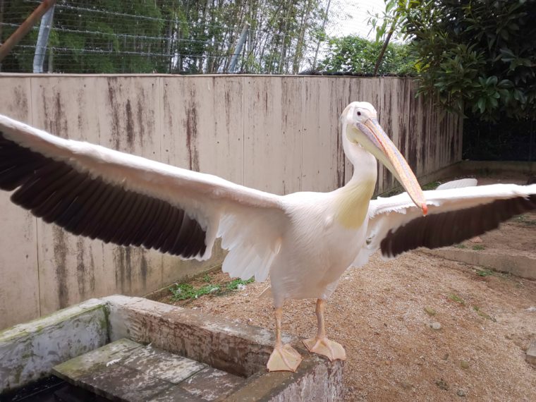 Great White Pelican