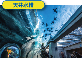 Overhead aquarium