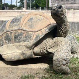 アルダブラゾウガメ