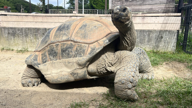 アルダブラゾウガメ