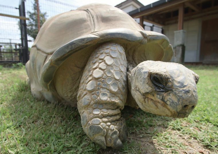 Ａldabra Ｇiant Tortoise