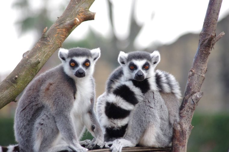 Ring Tailed Lemur