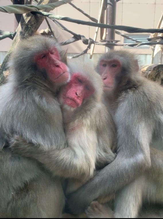 Japanese Macaque