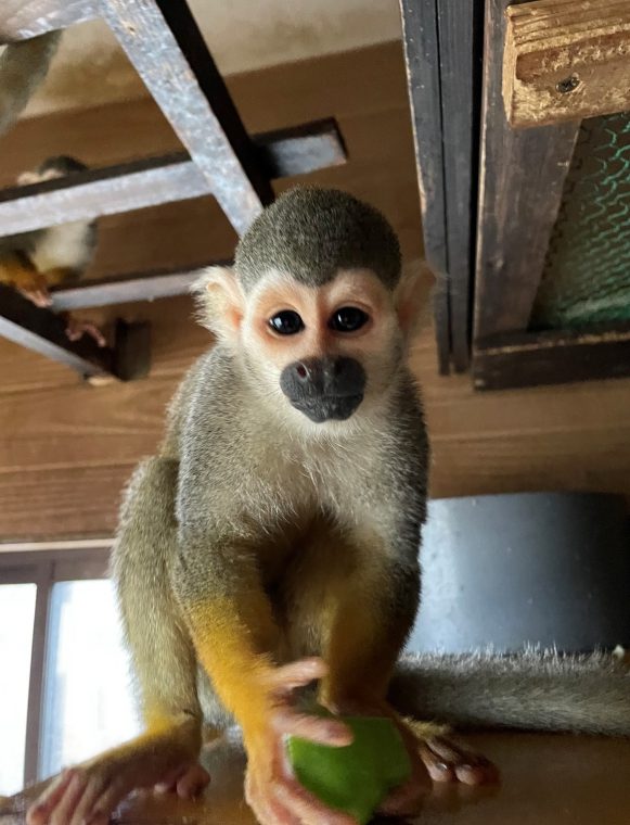 Squirrel Monkey