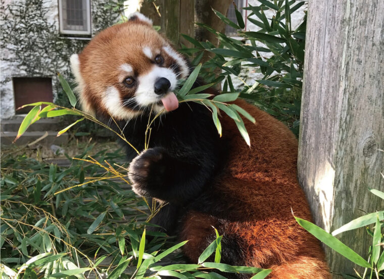 Red Panda