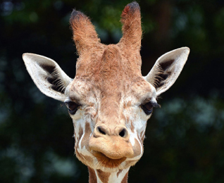 Reticulated Giraffe