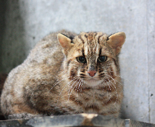 Tsushima Leopard Cat