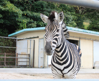 Chapman’s Zebra