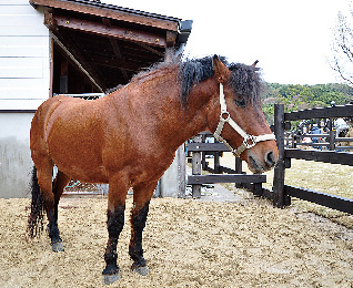 Tsushima Horse