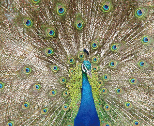 Indian Peafowl