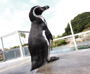 フンボルトペンギン