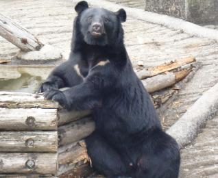 Asiatic Black Bear