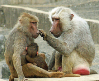 Hamadryas Baboon