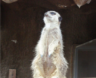 Meerkat