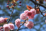 ヤエザクラ‘寒山’（バラ科）：日本庭園周辺