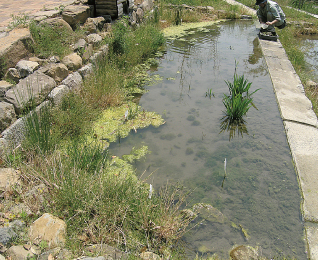 The Biotope