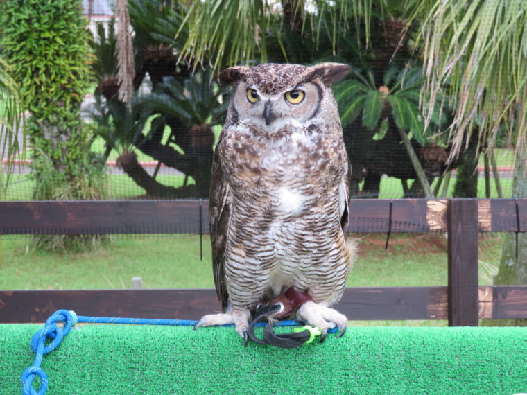 Bubo virginianus