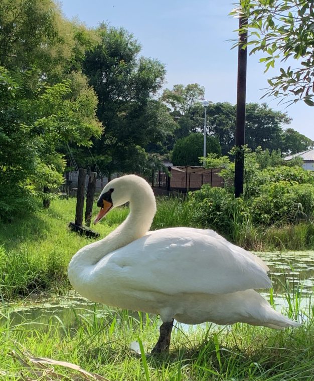 Mute Swan