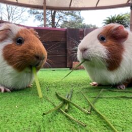 テンジクネズミ(モルモット)