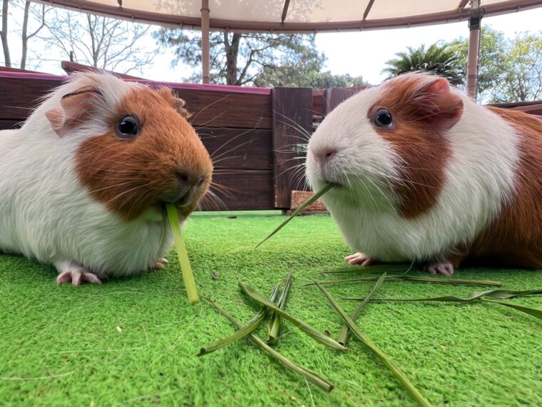 テンジクネズミ(モルモット)