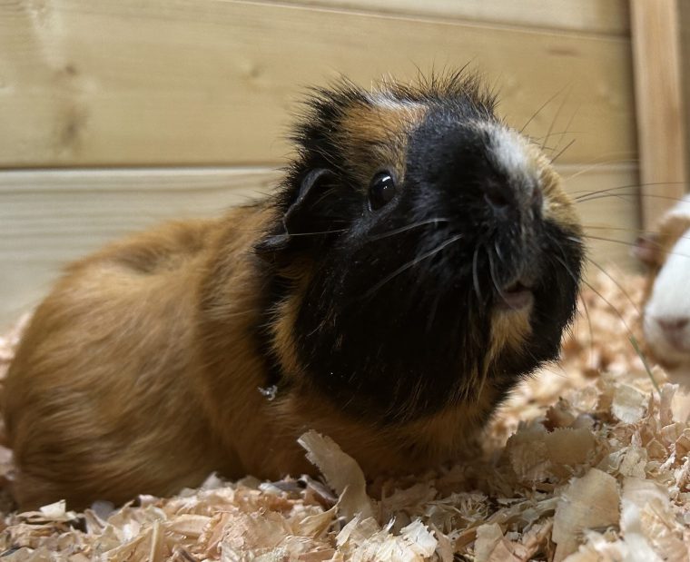 Guinea Pig （ Cavia porcellus）