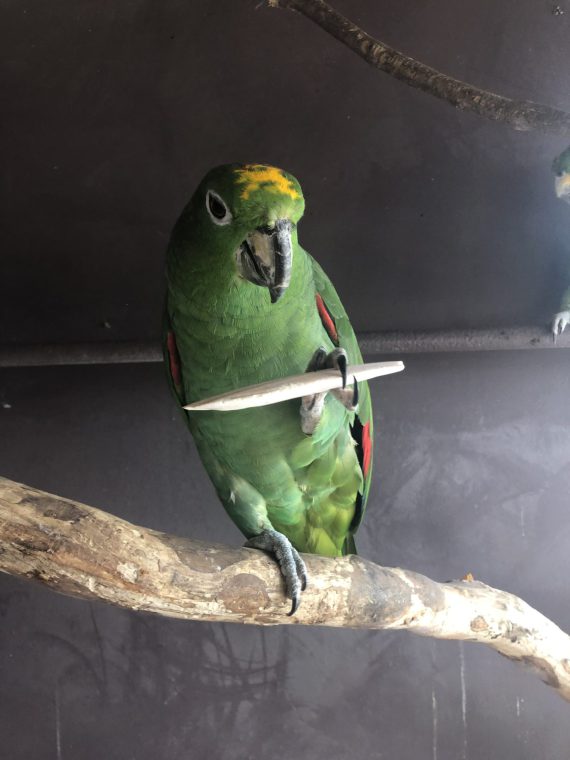 Mealy Parrot