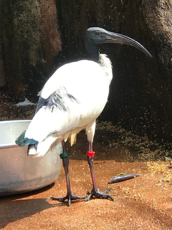 African Sacred Ibis