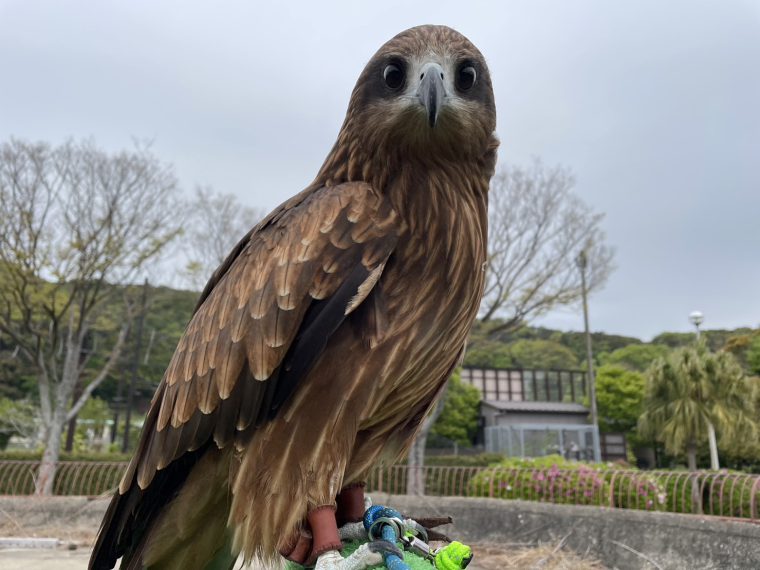 黑鳶