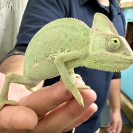 エボシカメレオン