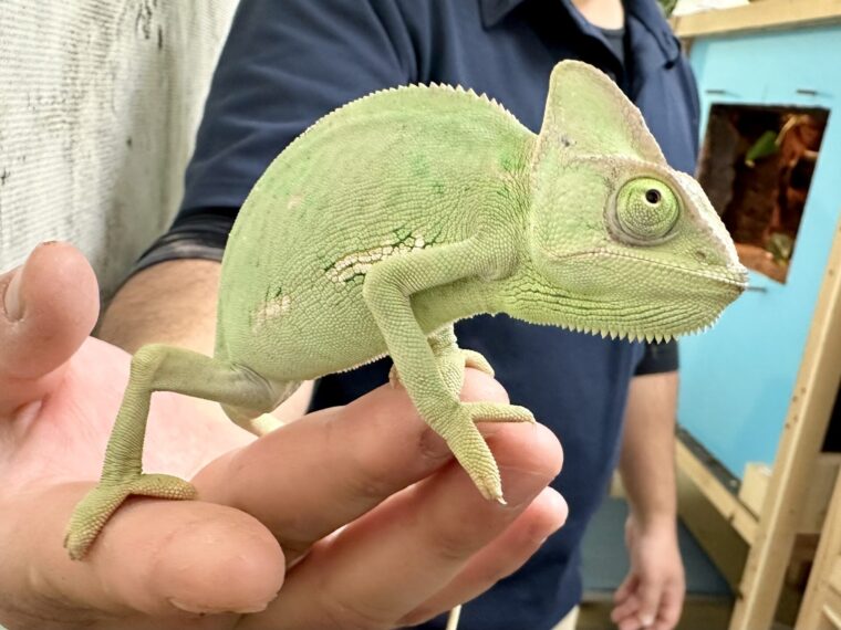 エボシカメレオン