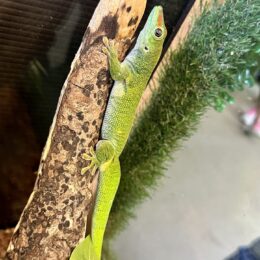 グランディスヒルヤモリ