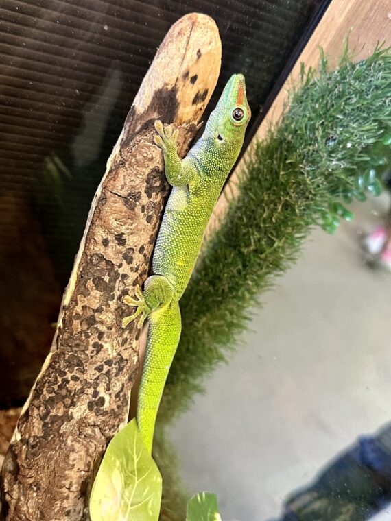 グランディスヒルヤモリ