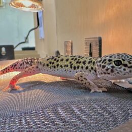 ヒョウモントカゲモドキ