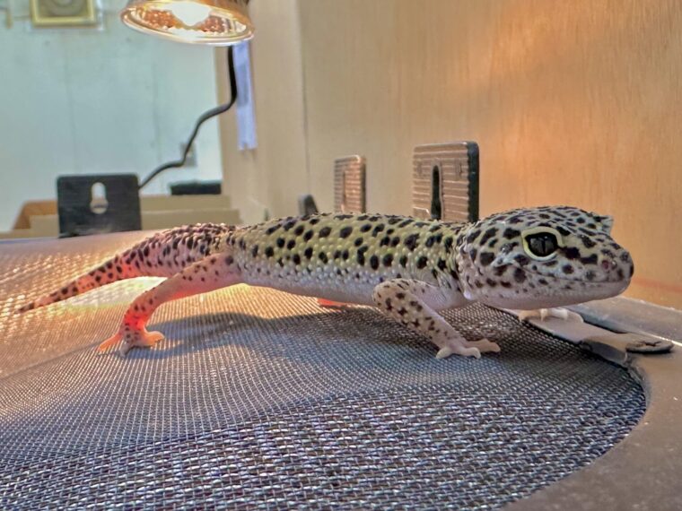 ヒョウモントカゲモドキ